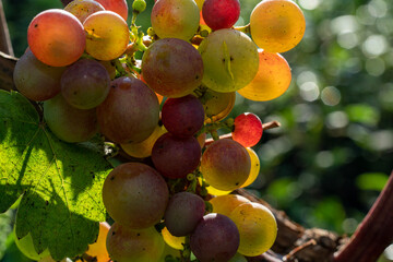Unripe grapes on a vine.