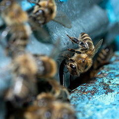 Worker bees on a landing board illuminated by the summer sun.