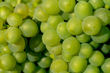 Unripe grapes on a vine.
