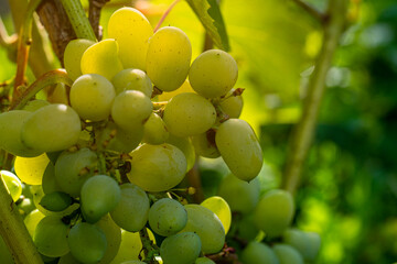 Extrem close-up of rose wine grapes in the morning sun - selective focus