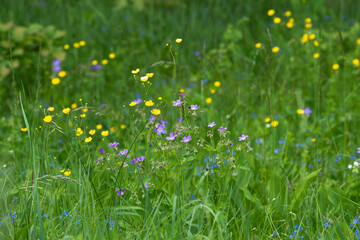natural meadow fragment in spring