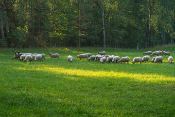 sheep in the field © talavietis