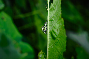  A pair of Green Immigrant Leaf Weevils (Polydrusus formosus) was observed mating on a leaf in a forest, feeds on leaves and buds of hardwood and fruit trees, including birch, beech, oak, poplar. pest