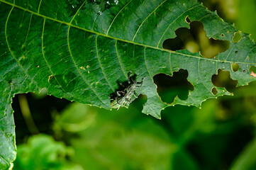  A pair of Green Immigrant Leaf Weevils (Polydrusus formosus) was observed mating on a leaf in a forest, feeds on leaves and buds of hardwood and fruit trees, including birch, beech, oak, poplar. pest