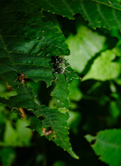  A pair of Green Immigrant Leaf Weevils (Polydrusus formosus) was observed mating on a leaf in a forest, feeds on leaves and buds of hardwood and fruit trees, including birch, beech, oak, poplar. pest