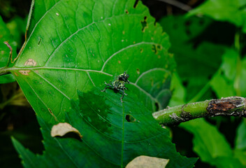  A pair of Green Immigrant Leaf Weevils (Polydrusus formosus) was observed mating on a leaf in a forest, feeds on leaves and buds of hardwood and fruit trees, including birch, beech, oak, poplar. pest