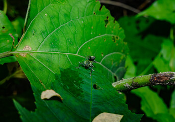  A pair of Green Immigrant Leaf Weevils (Polydrusus formosus) was observed mating on a leaf in a...