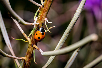 A ladybug in a plant 