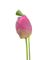 pink tulip isolated on white PNG image of a Pink Lotus flower with transparent background, perfect for Asian-inspired designs, spa and wellness branding, meditation artwork, is ideal for digital art, 