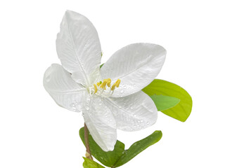 lily of the valley white flower isolated on white Bauhinia acuminata png