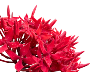 red chili pepper Jungle Flame, Flame of the Woods, Glossy Ixora png
