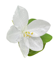 white flower isolated on white Bauhinia acuminata png