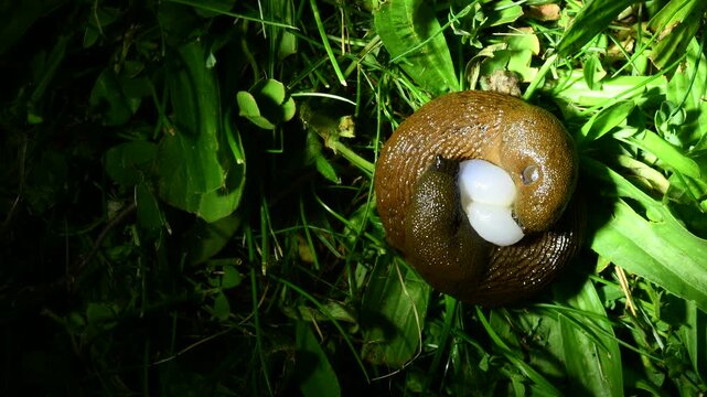 Mating spanish slugs (Arion vulgaris) with spermatophore exchange on grass. Nature of Czech republic.