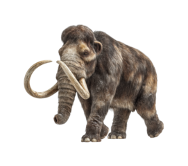 Mammoth walking through prehistoric landscape nature scene realistic animal isolated on transparent background, png