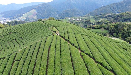 Lush tea plantation hillside