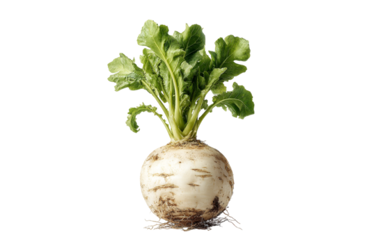 Fresh turnip root vegetable with green leaves isolated on transparent background