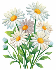 Obraz premium More Daisy flower ,white background