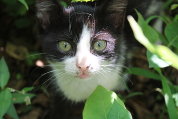 black cat with green eyes