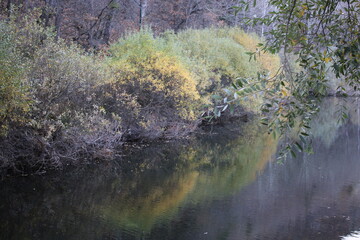 autumn in the forest