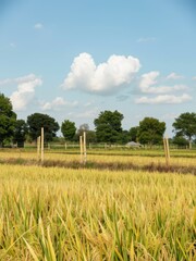 Harvesting rice rural landscape nature photography sunny day wide angle agricultural beauty