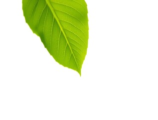 Fototapeta premium Minimalistic shot of a single green leaf on a bright white background, eco-friendly concept, clean nature design, natural simplicity, botanical minimalism, fresh organic plant image