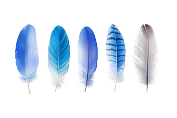 Stunning collection of vibrant blue and soft grey bird feathers showcasing delicate detail and natural beauty.
