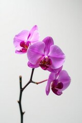 Obraz premium Vibrant purple-pink orchid branch, minimalist white , bloom, white background