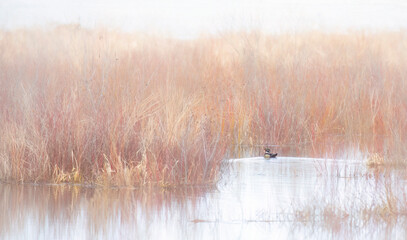 A lone wood duck swimming in a foggy marsh on a beautiful spring morning in Canada