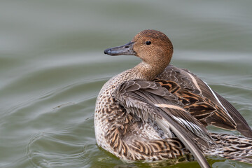 池に浮かぶオナガガモ雌の姿