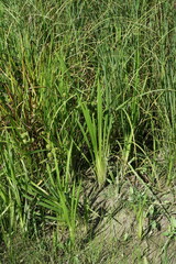 Grünes Schilf Gras in einem Biotop