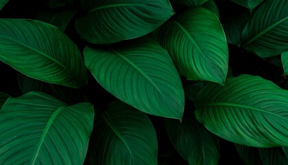 Fototapeta premium Lush green leaves, close-up