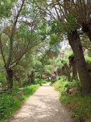 footpath in the park
