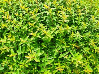 Lush greenery, a vibrant botanical background. Symbolizes growth, nature, and freshness. Ideal for ecofriendly themes, wellness, garden design, and organic products.