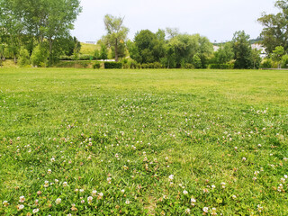 Lush green meadow dotted with wildflowers, backed by mature trees. Represents nature, serenity, and outdoor leisure. Ideal for backgrounds, travel, and environmental themes.