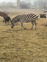 Naklejka premium zebra in the zoo