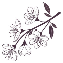 Delicate cherry blossom branch with blooming flowers isolated on white background