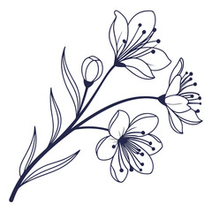 Elegant cherry blossom branch with delicate flowers isolated on white background