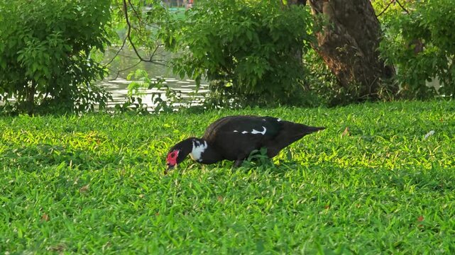 Black ducks are walking in the grass.