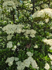 white flowers in the garden
