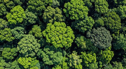 Naklejka premium green broccoli background