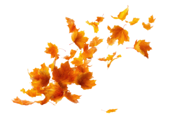 A cluster of vibrant orange-gold autumn leaves, seemingly floating or flying, against a black background.  Detailed outlines define the leaf shapes