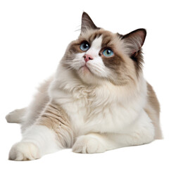 Obraz premium Beautiful ragdoll cat with blue eyes lying down and looking upwards with soft fur isolated on transparent background
