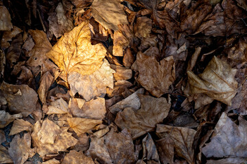 Autumnal leaves