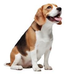 Beagle sitting, looking up, happy