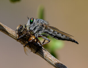 Robber Fly with Bee Prey on Tree Branch in Cyprus