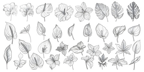 Exquisite botanical sketches capture the delicate beauty of tropical flowers and lush foliage, perfect for elegant designs and natural themes.