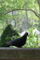 pigeon in the aprk new york city public park