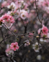 A close up of a pink flower with a few other pink flowers in the background