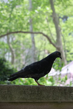 pigeon in the aprk new york city public park