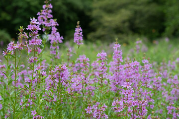 Purple wildflowers blooming in natural meadow garden © Shu Aoyama